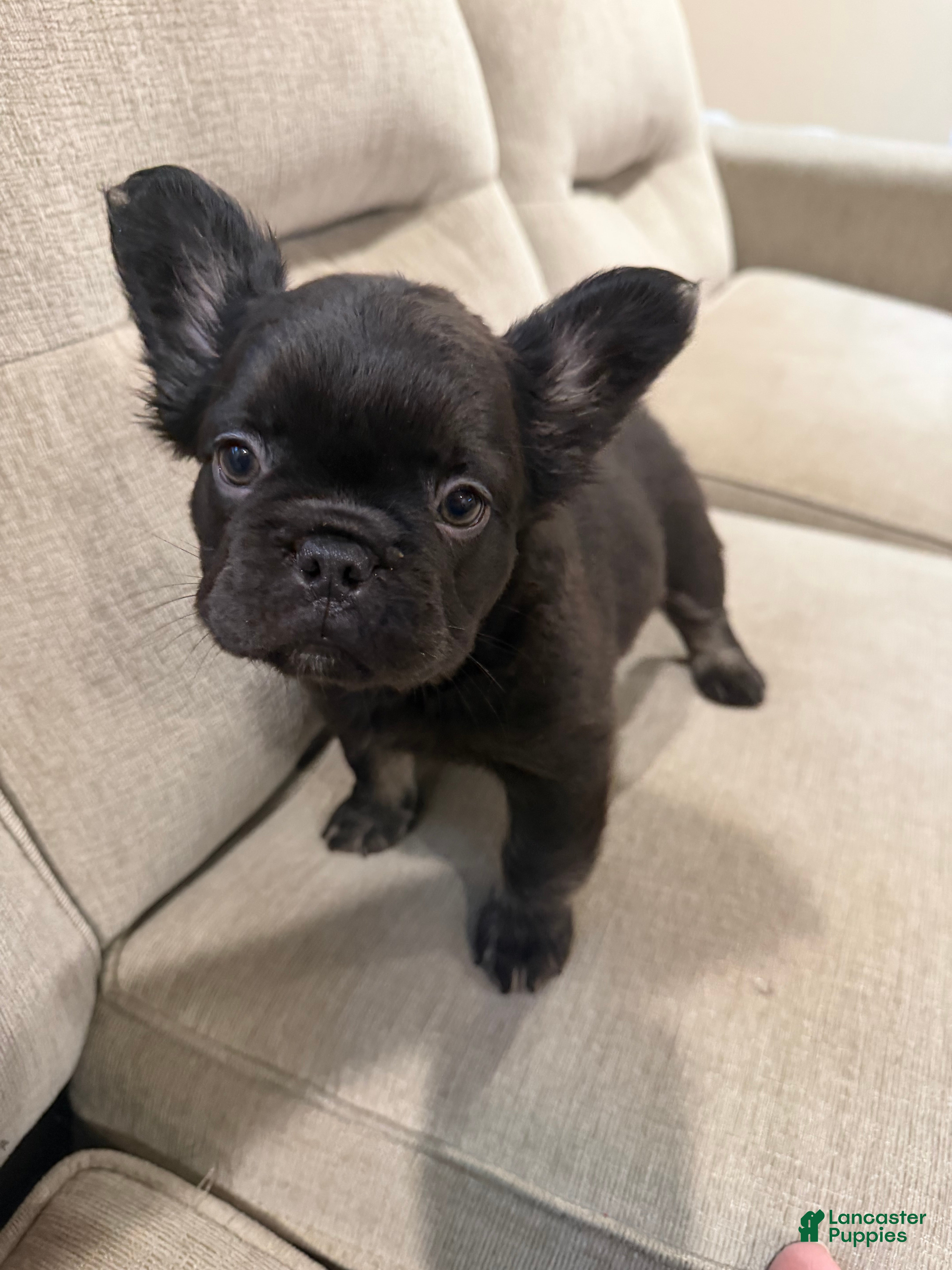French Bulldog dogs French Bulldog 4 - Ad 1