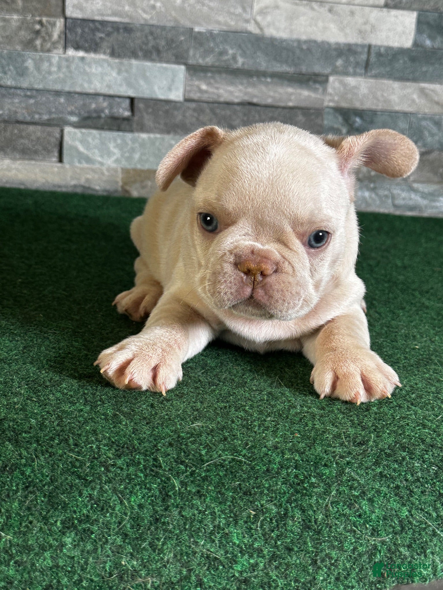 French Bulldog dogs Lucky  - Ad 1