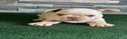 French Bulldog dogs for sale: Lucky  - Ad 1