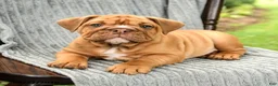 English Bulldog dogs for sale: Willow - Ad 3