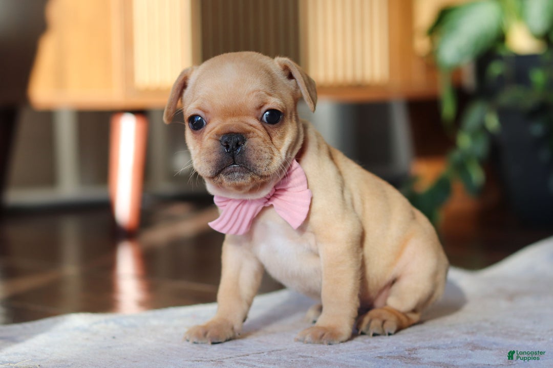 French Bulldog dogs for sale: Hailey - Ad 6