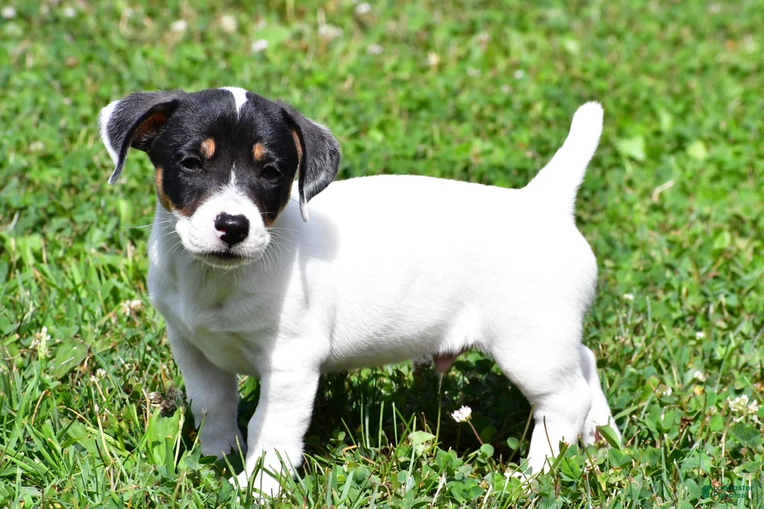 Jack Russell Terrier dogs for sale: Jasper - Ad 10