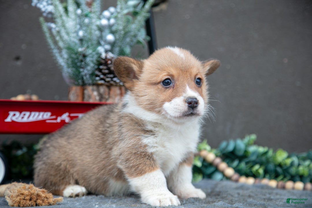 Welsh Corgi Pembroke dogs for sale: Colton - Ad 3