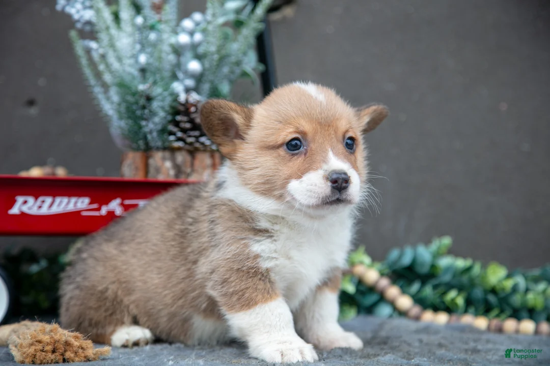 Welsh Corgi Pembroke dogs for sale: Colton - Ad 3