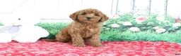 Mini Goldendoodle dogs for sale: Tina - Ad 1