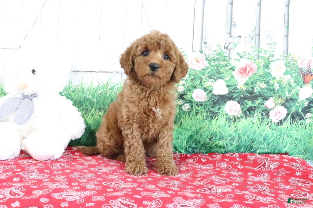 Mini Goldendoodle dogs for sale: Tina - Ad 1