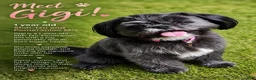 Mixed Breed dogs for sale: Oreo Male Black and White - Ad 2