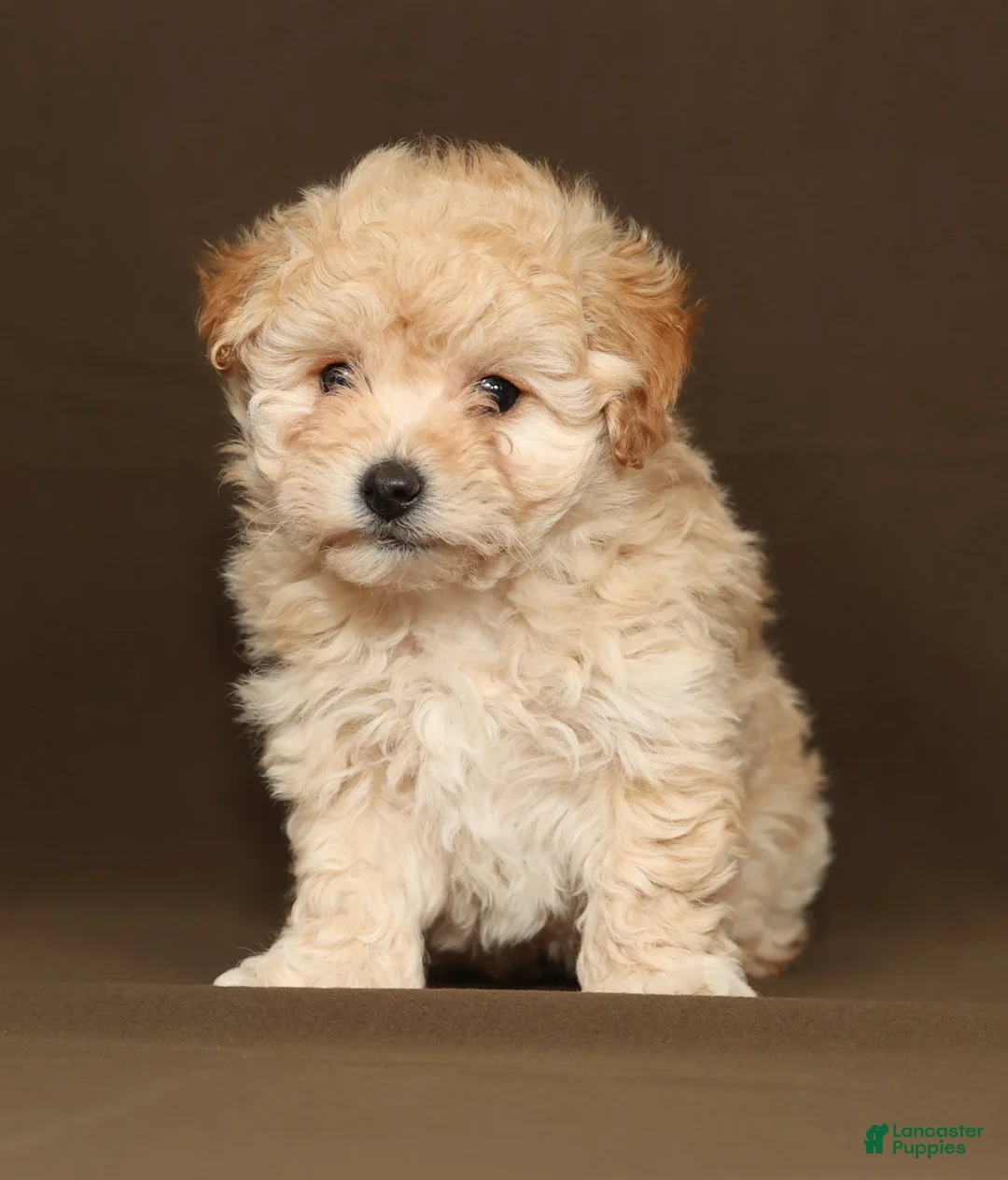 Bichpoo dogs for sale: Bailey - Ad 2
