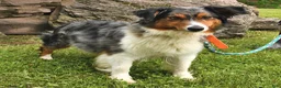 Mini Aussiedoodle dogs for sale: Joy - Ad 6