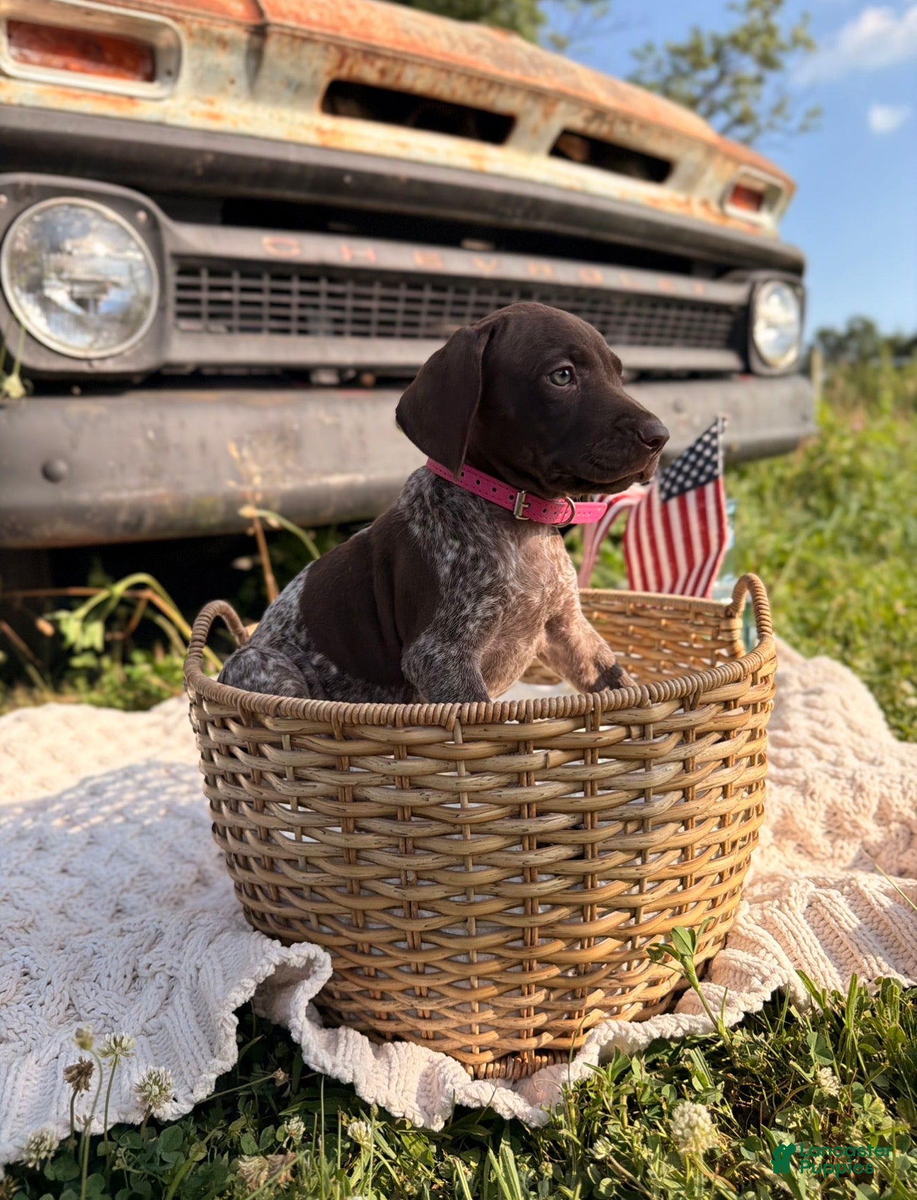 German Shorthaired Pointer dogs Wrenley - Ad 1