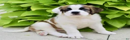 Saint Bernard dogs for sale: Ruby Kae - Ad 2