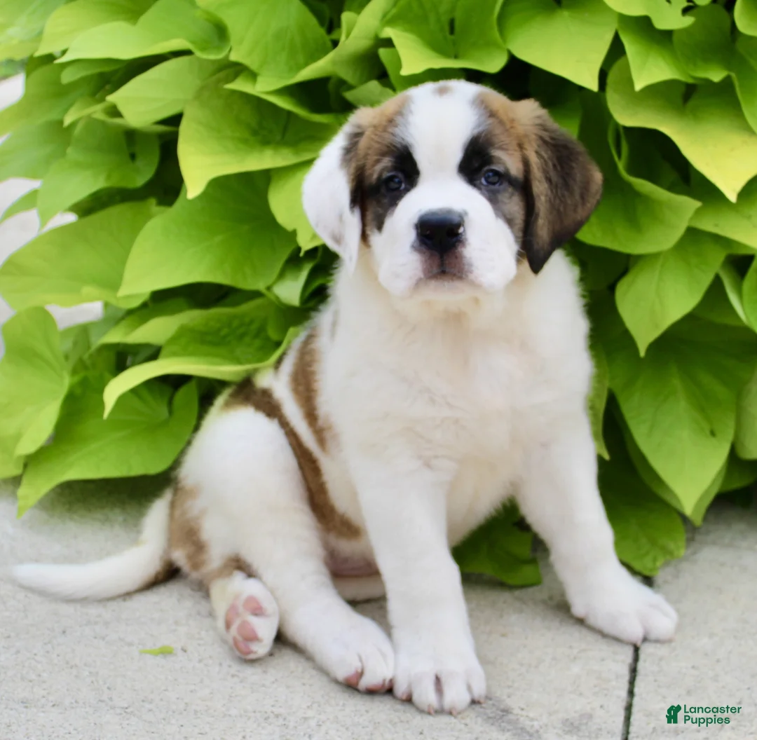 Saint Bernard dogs for sale: Ruby Kae - Ad 2