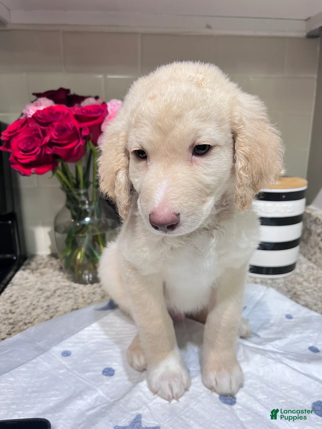 Labradoodle dogs for sale: Champagne  - Ad 2