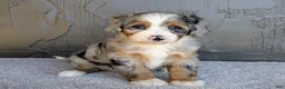 Mini Bernedoodle dogs for sale: Pipa - Ad 3