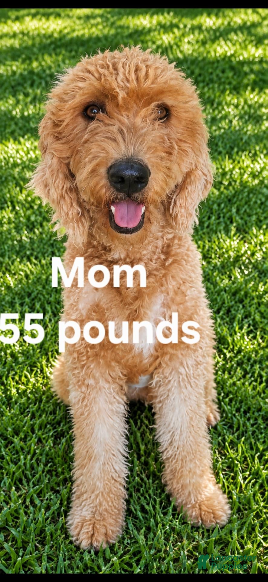 Mini Goldendoodle dogs Mini Goldendoodle 7 - Ad 2
