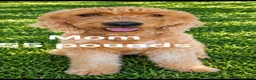 Mini Goldendoodle dogs for sale: Mini Goldendoodle 5 - Ad 2