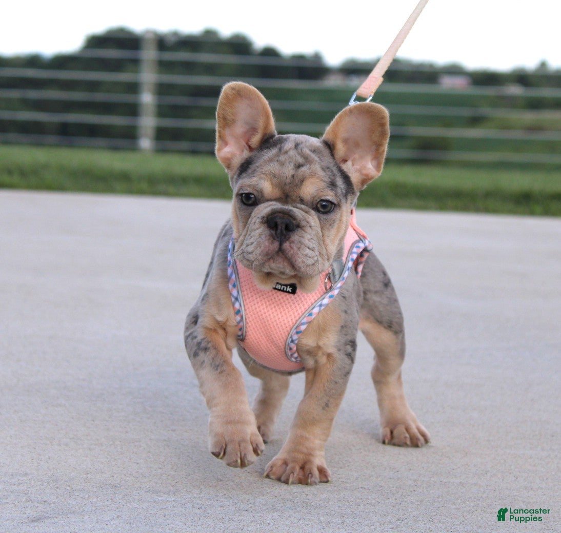 French Bulldog dogs Minty - Ad 1