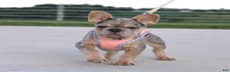 French Bulldog dogs for sale: Minty - Ad 1