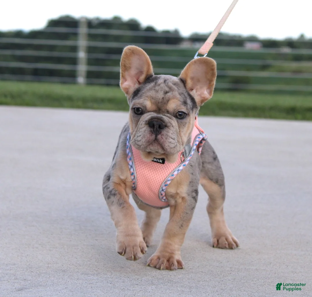 French Bulldog dogs for sale: Minty - Ad 1