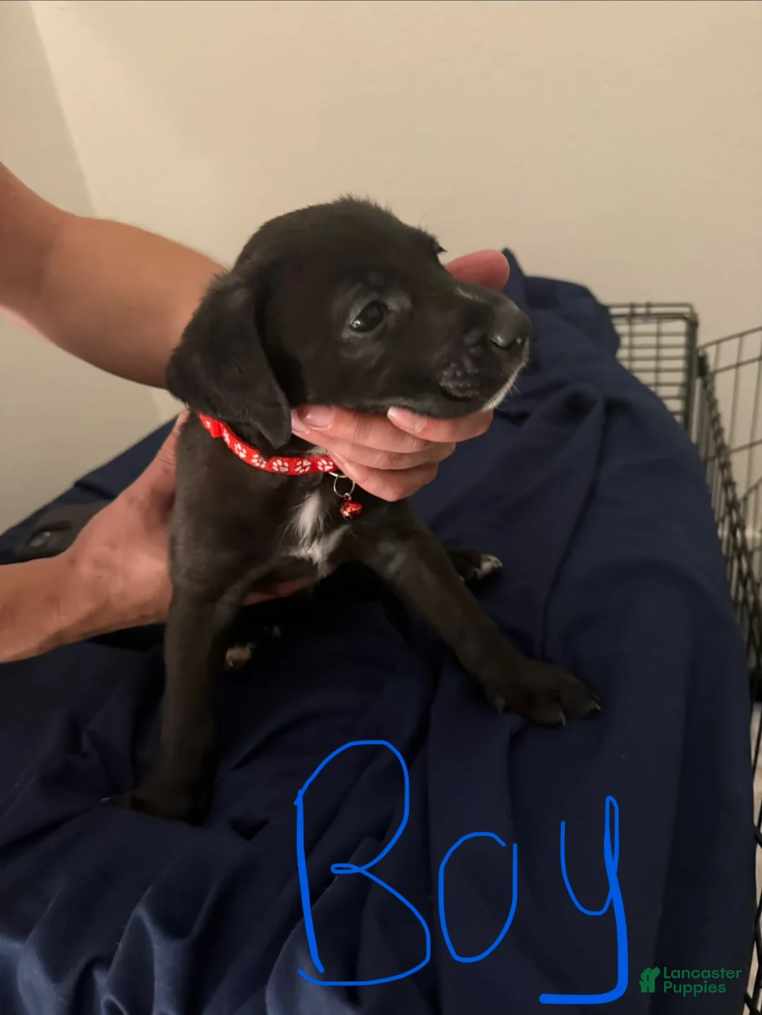 Mixed Breed dogs for sale: Red - Ad 1