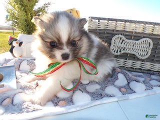 Pomeranian dogs Pomeranian Puppy 2 Sabrina - Ad 33