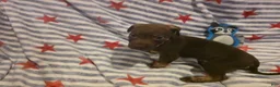 Mixed Breed dogs for sale: Mixed Breed 1 - Ad 2