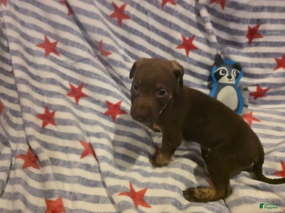 Mixed Breed dogs for sale: Mixed Breed 1 - Ad 2