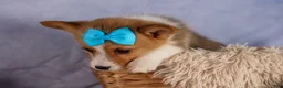 Welsh Corgi Pembroke dogs for sale: Benji🐾💙 - Ad 9