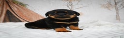Rottweiler dogs for sale: Kara - Ad 14