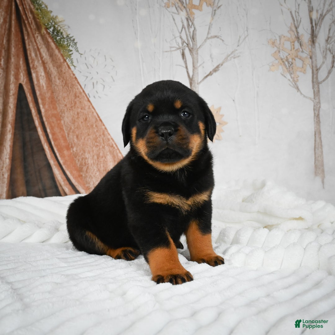 Rottweiler dogs for sale: Kara - Ad 14