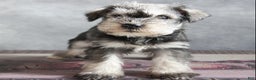 Miniature Schnauzer dogs for sale: Titus - Ad 1