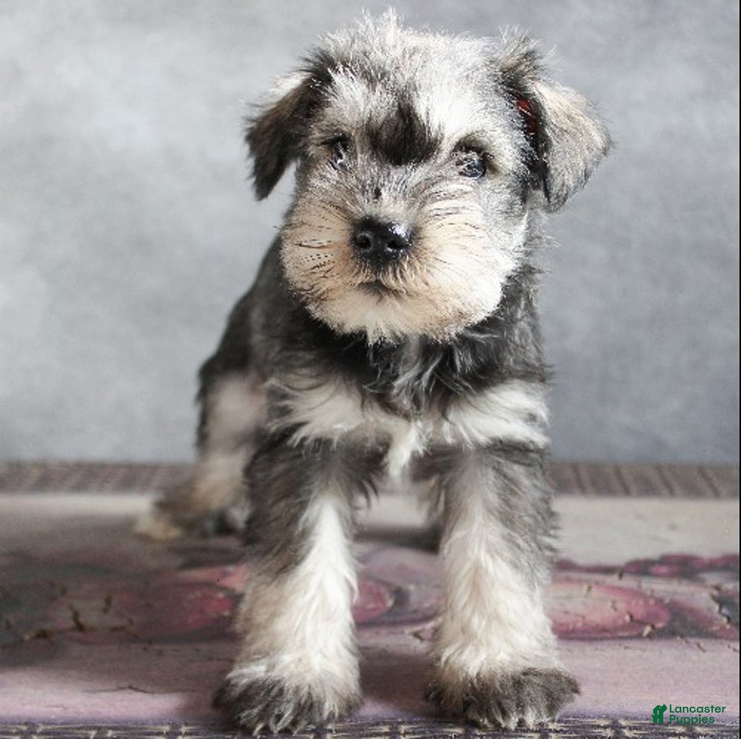 Miniature Schnauzer dogs for sale: Titus - Ad 1