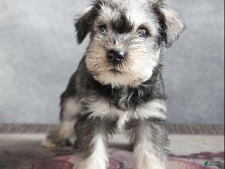 Miniature Schnauzer dogs Titus - Ad 15