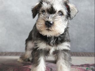 Miniature Schnauzer dogs Titus - Ad 12