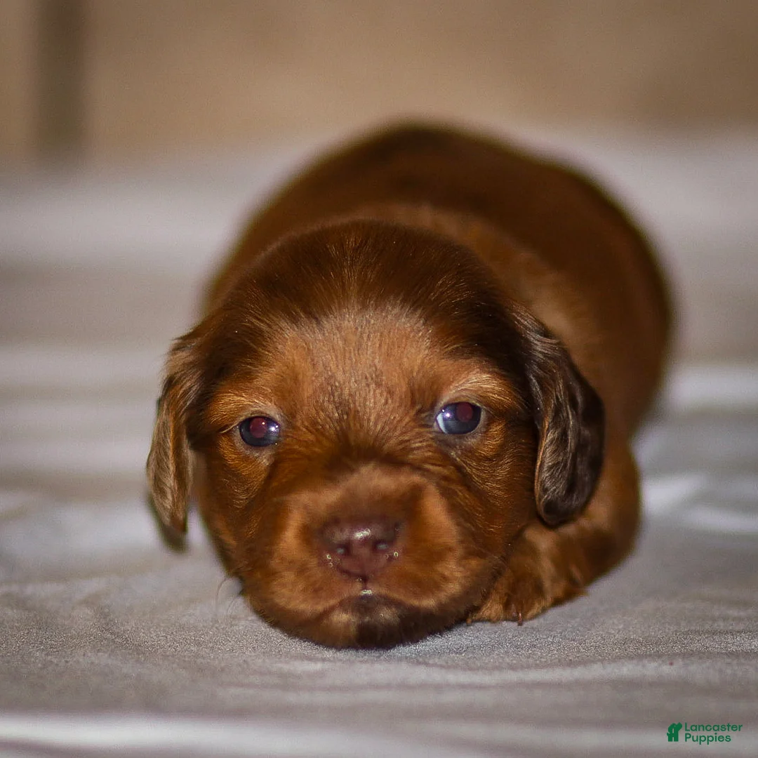 Dachshund dogs for sale: Hannah - Ad 15