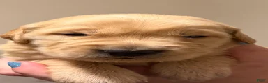 Golden Retriever 4