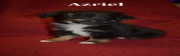 Miniature Australian Shepherd dogs for sale: Male #4 - Azriel - Ad 4