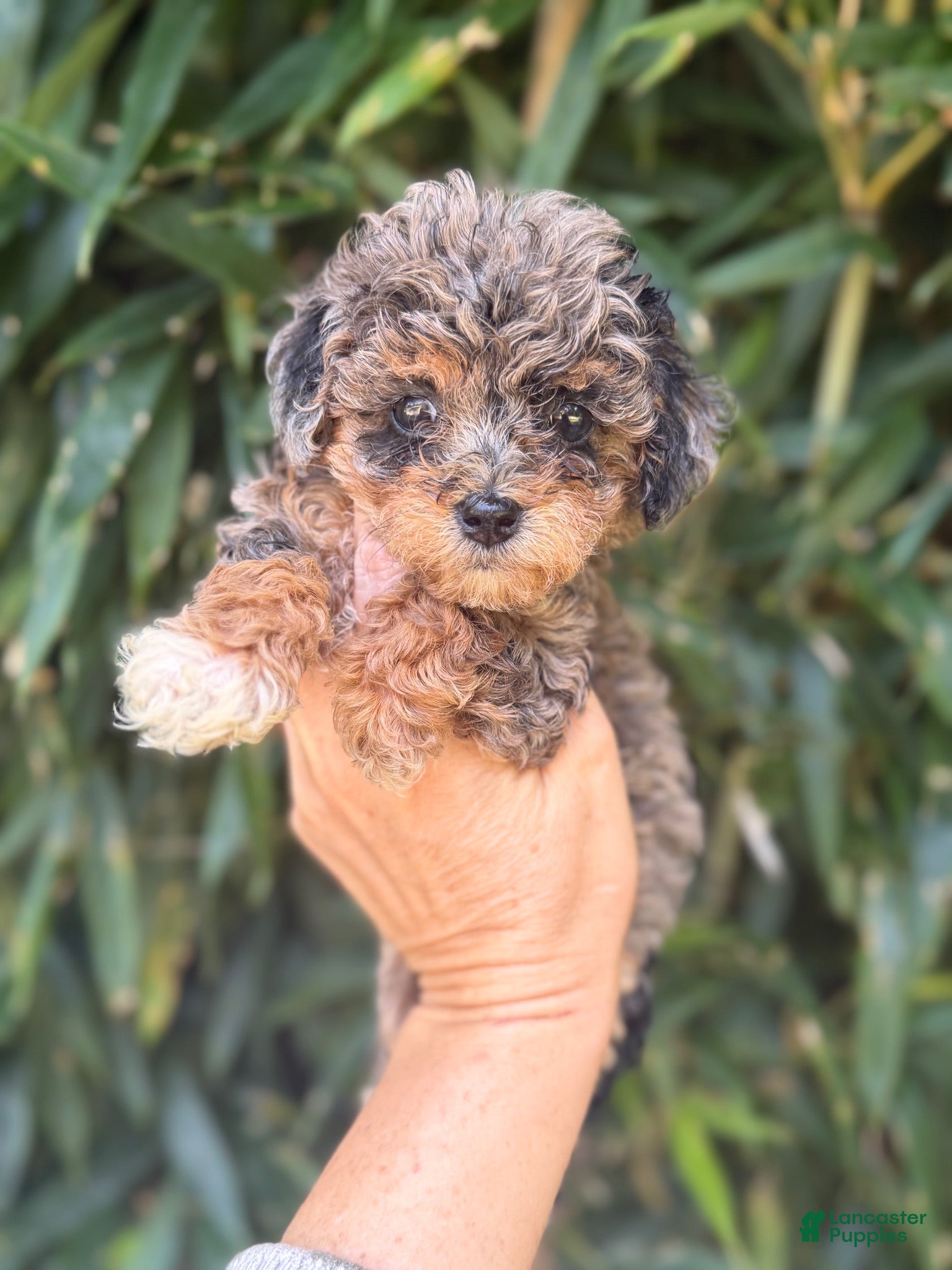 Cockapoo dogs Cockapoo 1 - Ad 22