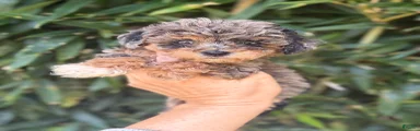 Cockapoo 1