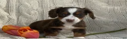 Miniature Dachshund dogs for sale: Tina - Ad 4