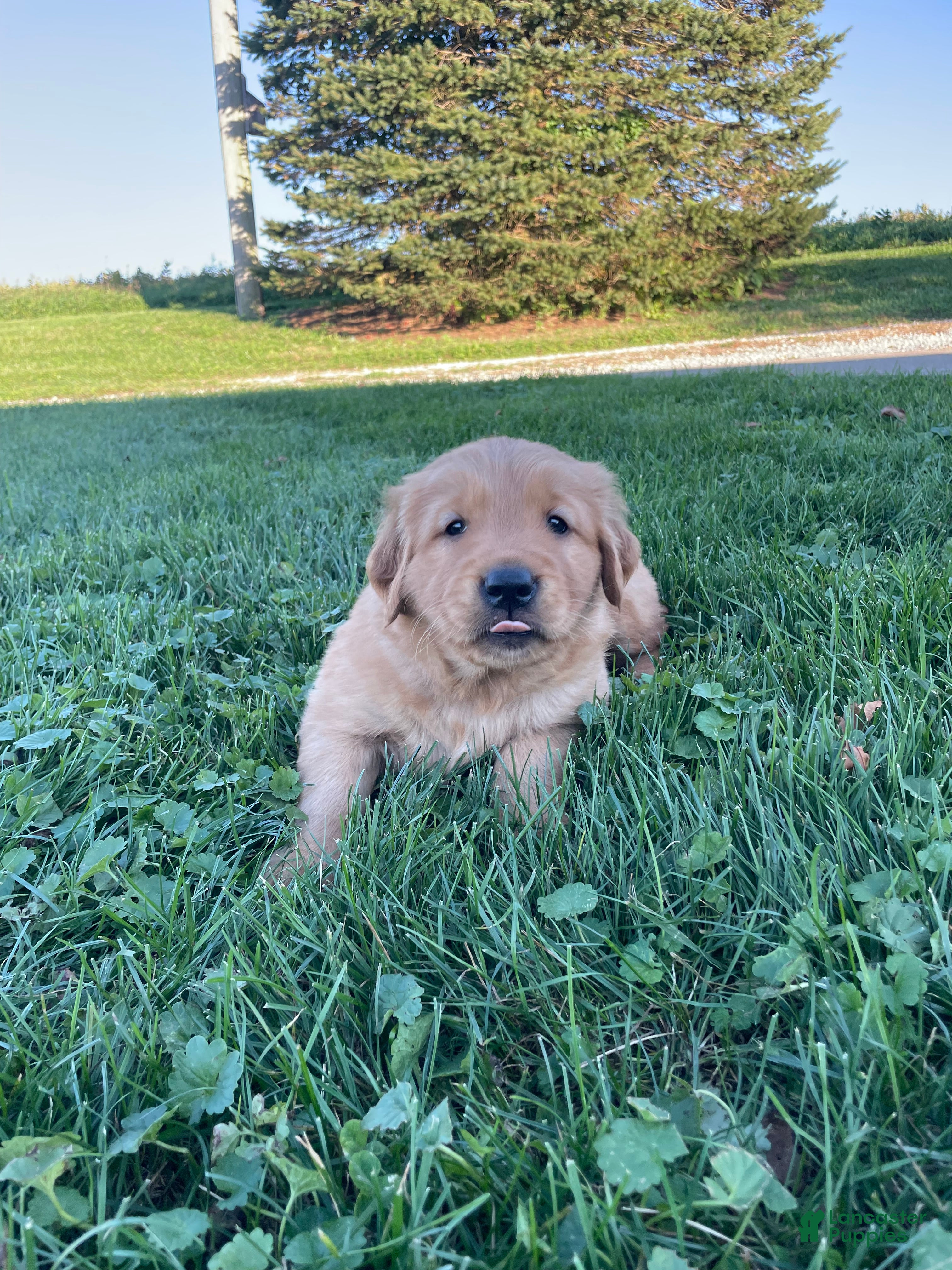 Golden Retriever dogs for sale: Buddy - Ad 2