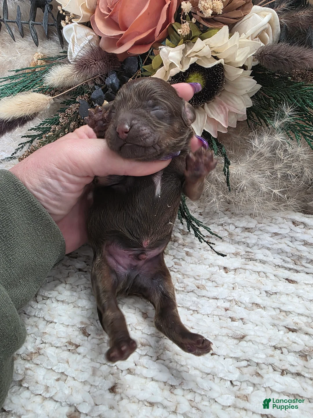 Cockapoo dogs for sale: Cockapoo Puppy 2 - Ad 3