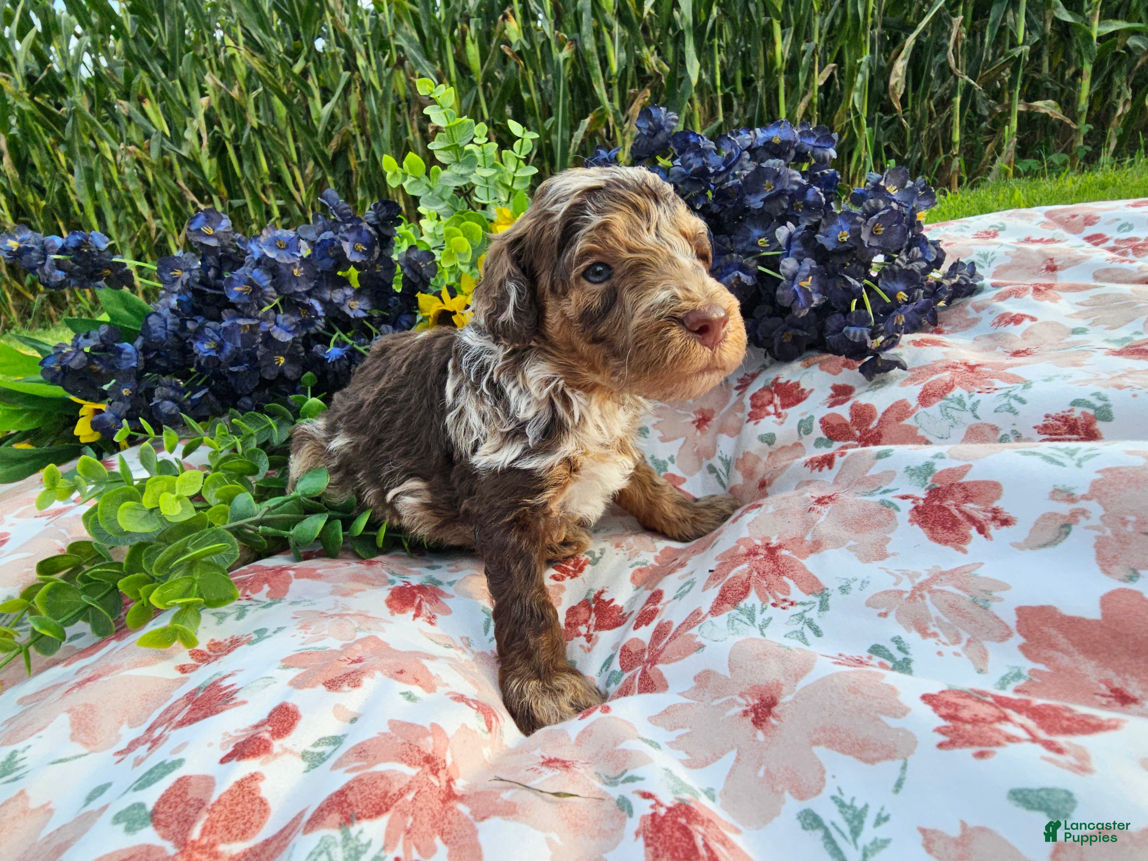 Mini Goldendoodle dogs Saffron  - Ad 2