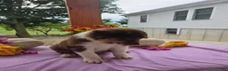 Australian Shepherd dogs for sale: Teddy - Ad 5