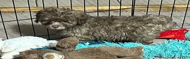 Shihpoo 2 (Shih Tzu / Poodle) 