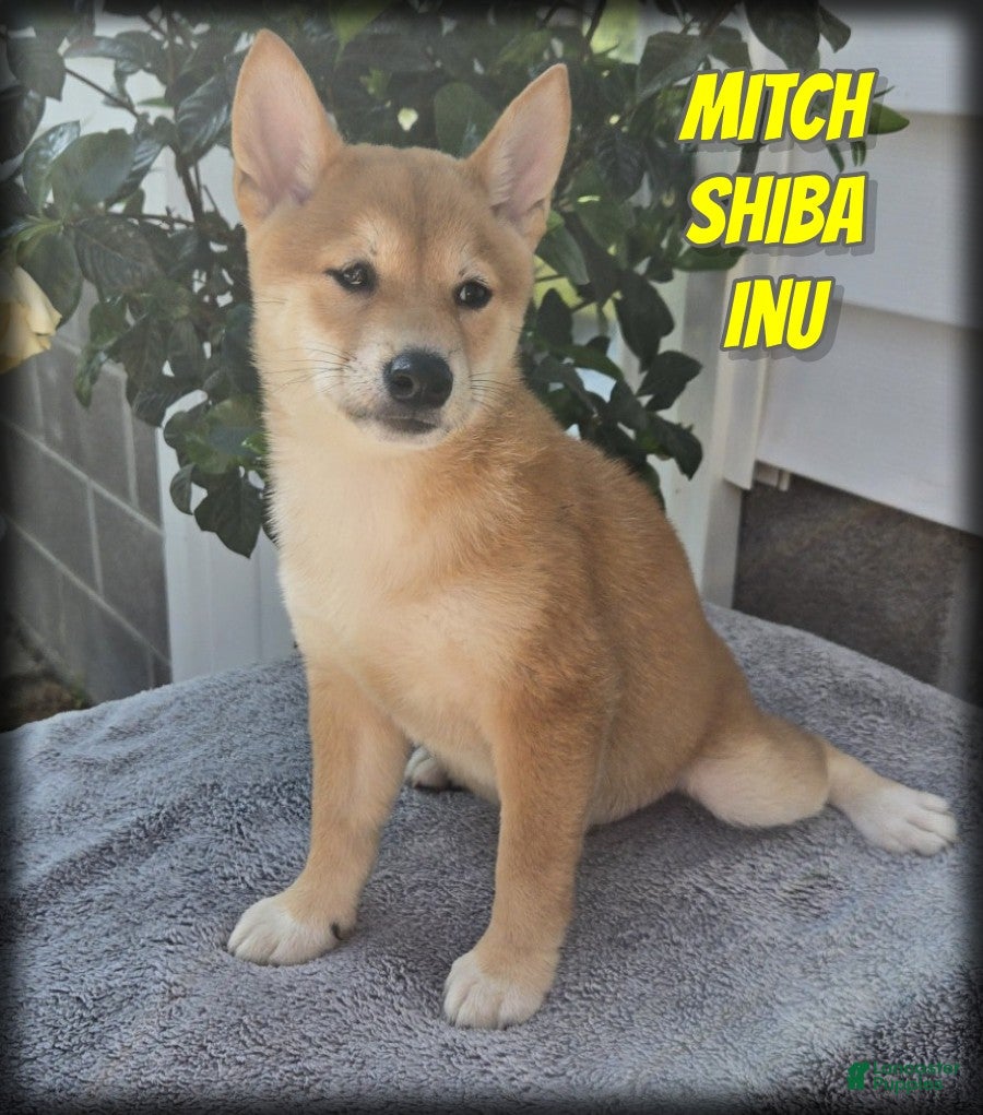 Shiba Inu dogs Mitch - Ad 1