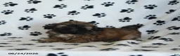 Shih Tzu dogs for sale: Ken  - Ad 1