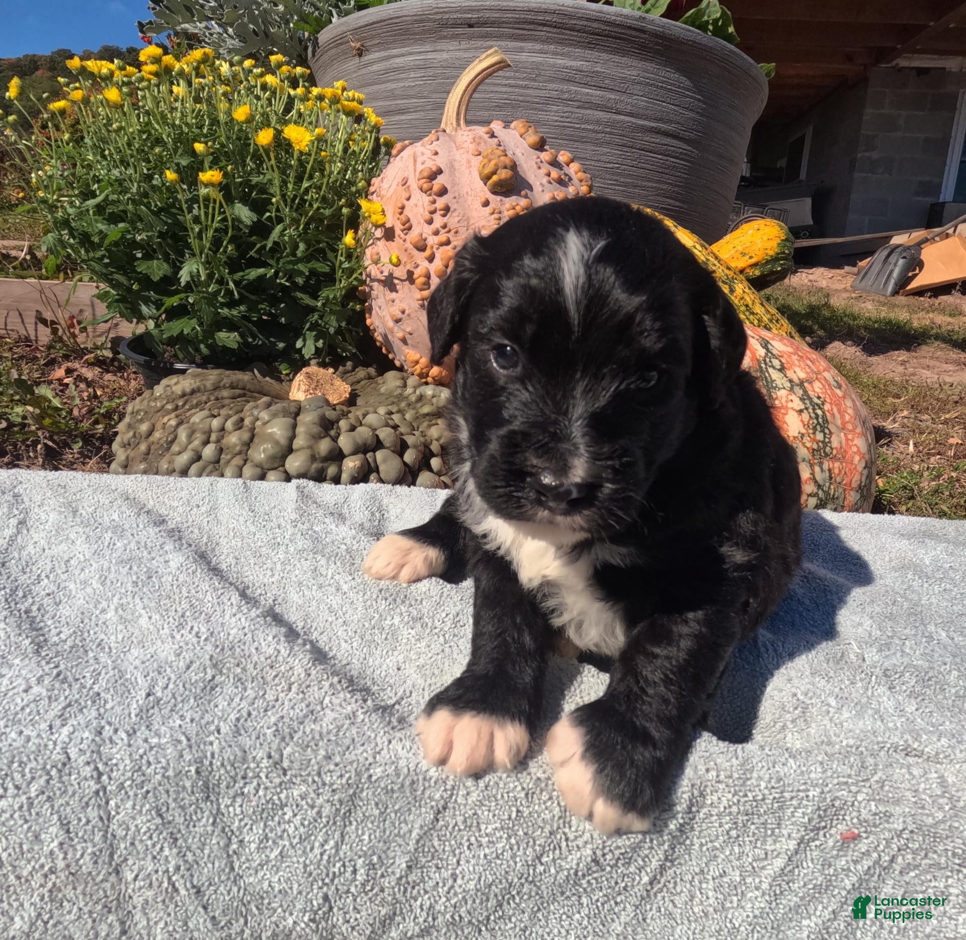 Bernedoodle dogs for sale: Annie - Ad 1