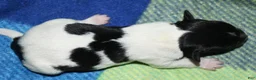 Rat Terrier dogs for sale: Milan - Ad 2