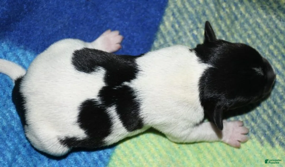 Rat Terrier dogs for sale: Milan - Ad 2